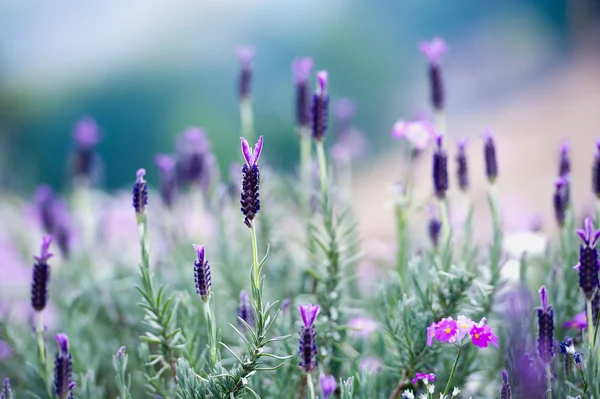 Spanish Lavender on garden at Angkhang mountain, chiangmai thail — Stock Photo, Image