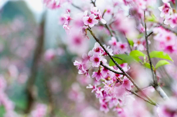 Fiori di ciliegio o fiori di sakura sul chiang di montagna Doi angkhang — Foto Stock