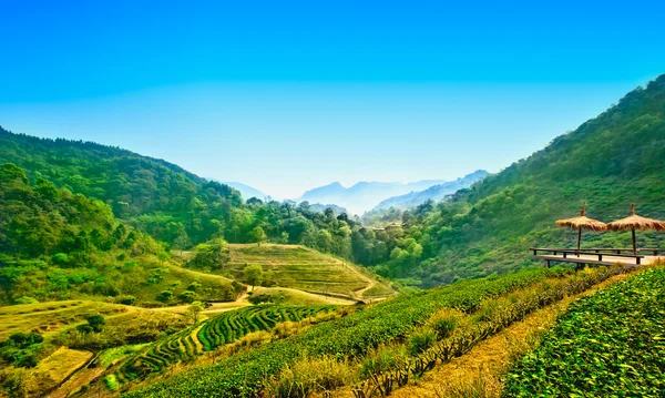 Чайная плантация в Дой Анг Кханг, Чиангмай, Таиланд — стоковое фото