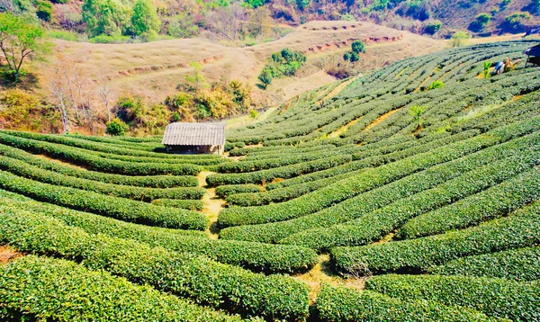Tea plantation at doi Ang khang , Chiang mai ,Thailand — Stock Photo, Image