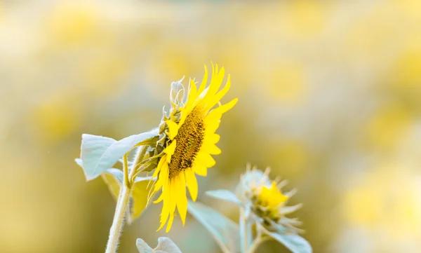 Campo de girasoles, enfoque selectivo en girasol único — Foto de Stock