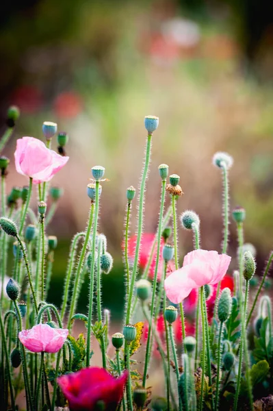 Opio flor de amapola en el jardín en angkhang montaña Tailandia —  Fotos de Stock