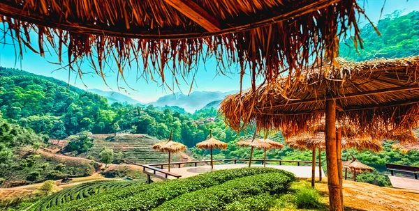 çay plantasyon DOI ang khang, chiang mai, Tayland 