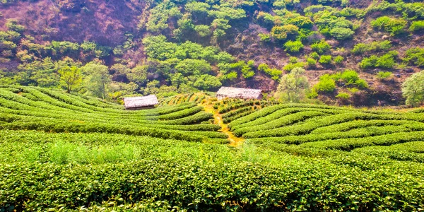 Plantație de ceai în Doi Ang Khang, Chiang Mai, Thailanda — Fotografie, imagine de stoc