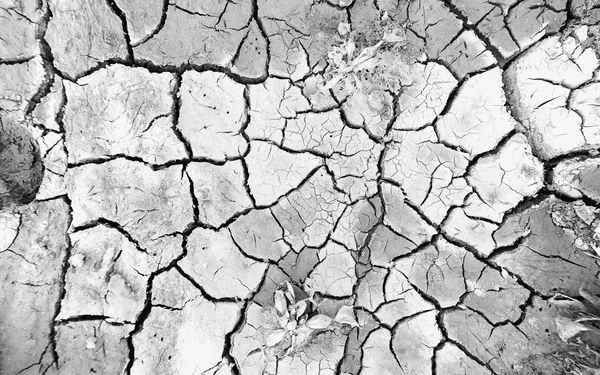Dry land. Cracked ground background and texture. Royalty Free Stock Images