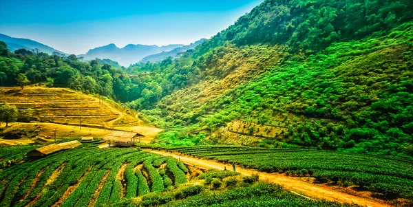çay plantasyon DOI ang khang, chiang mai, Tayland 