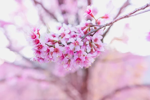 Cerisier de l'Himalaya (Prunus cerasoides) fleurissant au pang khon mo — Photo