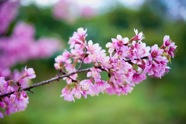 Pangkhon 山チェンライのさくら花の咲く花, — ストック写真