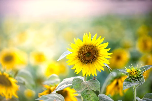 Solrosor fältet, selektiv fokus på enda solros — Stockfoto