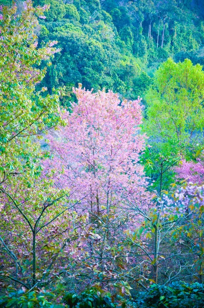 Himalayan Cherry (Prunus cerasoides) blooming at pang khon    mo — Stock Photo, Image