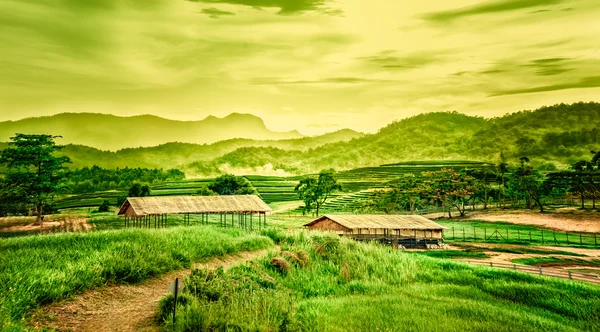 Krajina čajové plantáže na kopci s chatou — Stock fotografie