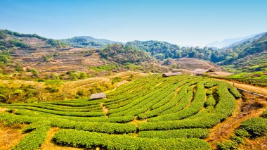 çay plantasyon DOI ang khang, chiang mai, Tayland 