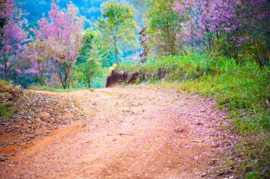 pembe sakura pangkhon chiang rai Tayland de yol 