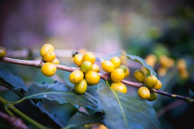 Kuzey Tayland 'da ağaçta olgunlaşan kahve çekirdekleri.