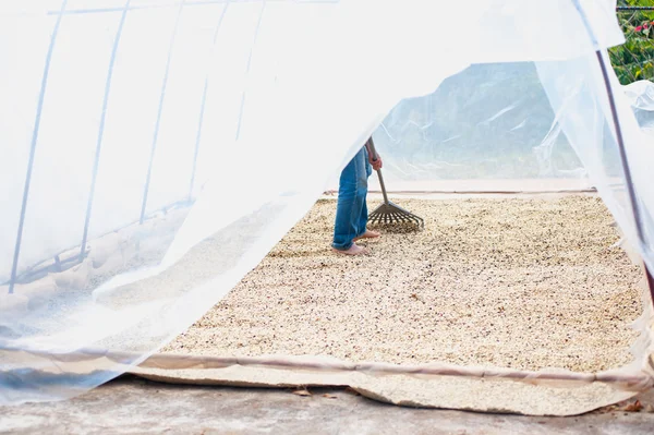 Process of drying coffee beans in clean room — Stock Photo, Image