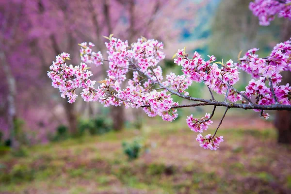 Himalayansk kirsebær (Prunus cerasoides) som blomstrer ved pang khon mo – stockfoto