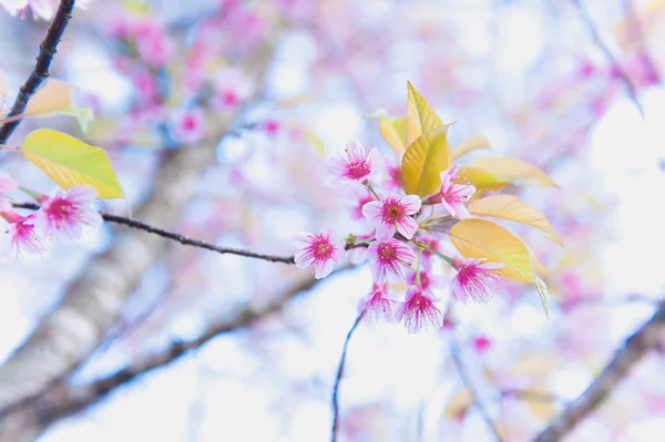 Sakura fleur floraison dans la montagne Pangkhon Chiang rai , — Photo