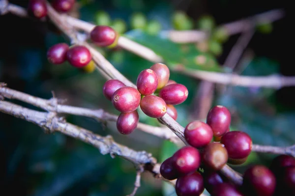 Кофейные бобы, созревающие на дереве на севере Таиланда — стоковое фото