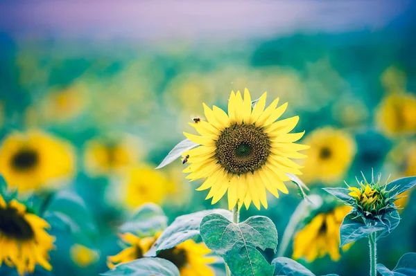 Campo de girasoles, enfoque selectivo en girasol único — Foto de Stock