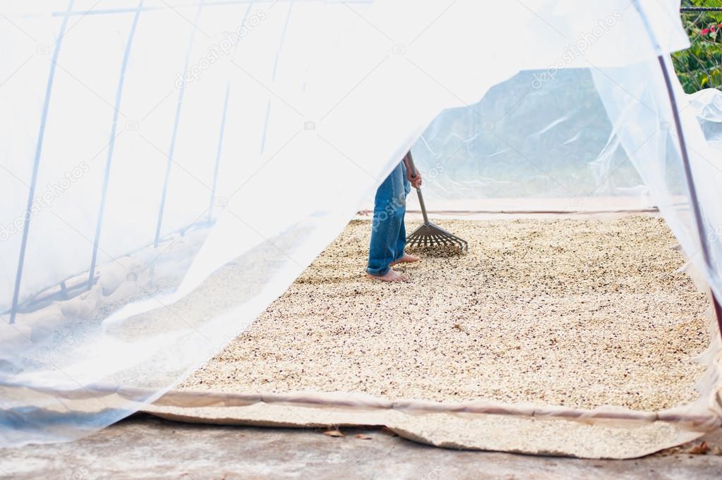 process of drying coffee beans in clean room 