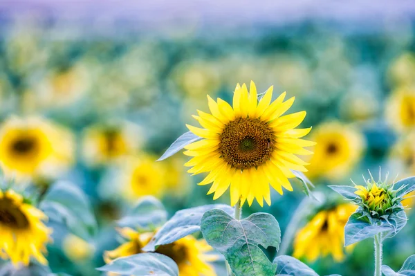 Campo de girasoles, enfoque selectivo en girasol único — Foto de Stock