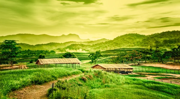 Landscape of Tea plantation on the hill with cottage — Stock Photo, Image