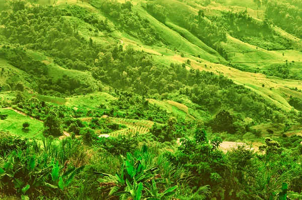 Piantagione agricola sulla montagna a Doi phartang, chiangra — Foto Stock