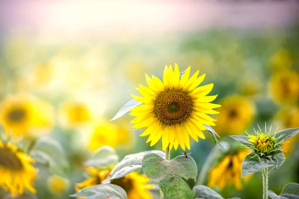 sunflowers field, selective focus on single sunflower 