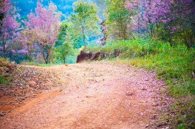 pembe sakura pangkhon chiang rai Tayland de yol 