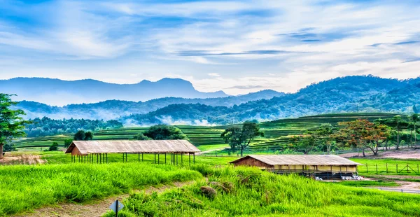 Landskap av teplantage i backen med stuga — Stockfoto