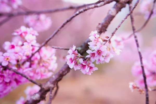 Ciliegia himalayana (Prunus cerasoides) in fiore a pang khon mo — Foto Stock