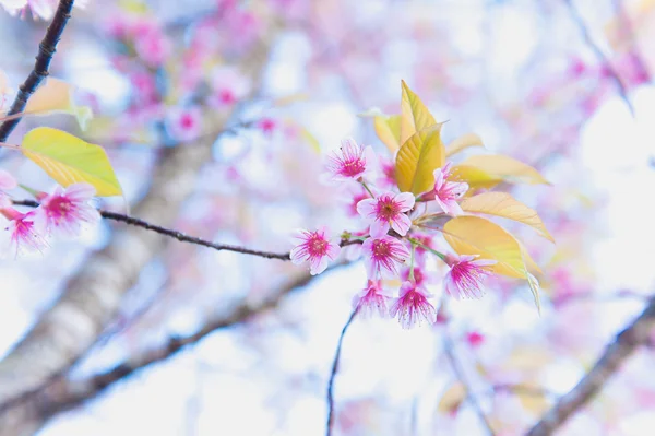 Sakura kwiat kwitnący kwitnąć w pangkhon góry chiang rai, — Zdjęcie stockowe