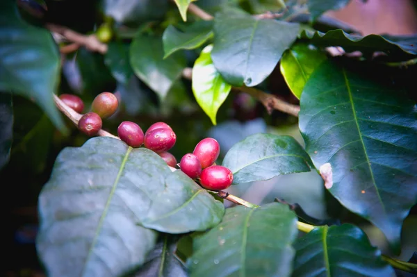 Kuzey Tayland 'da ağaçta olgunlaşan kahve çekirdekleri. — Stok fotoğraf