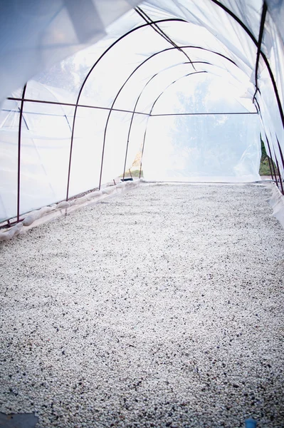 クリーン ルームでのコーヒー豆を乾燥させる工程 — ストック写真