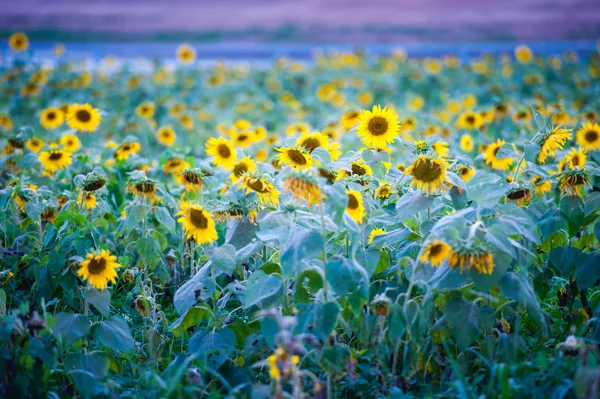 Belas flores do sol no campo na Tailândia — Fotografia de Stock