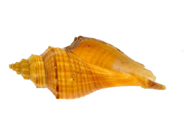 Marine sea shell isolated on white background — Stock Photo, Image