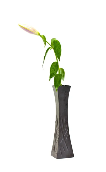 Fleur dans un vase isolé sur fond blanc — Photo