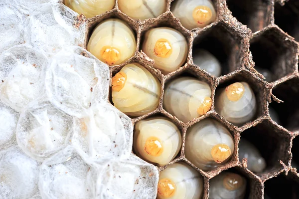 Wasps nest — Stock Photo, Image