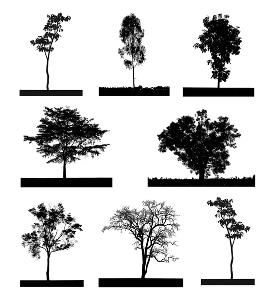 Чорний силует набору дерев, на білому тлі — стокове фото