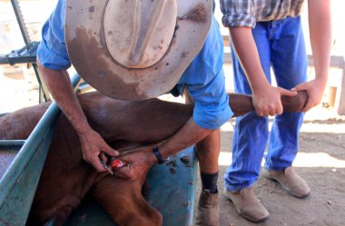 markalaşma sığırlar 2430