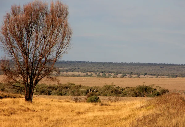 Open land 6279 — Stockfoto