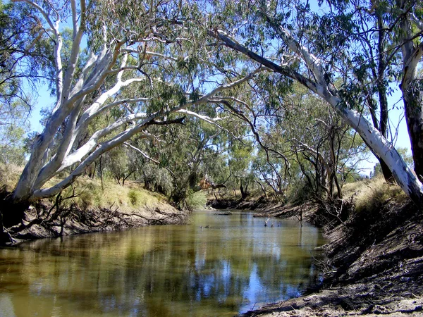 Rivier tandvlees — Stockfoto