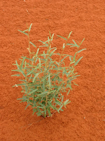 Bush Plant with Red Soil Royalty Free Stock Photos