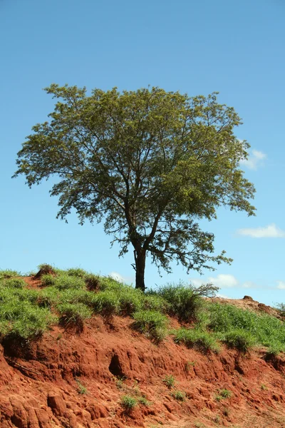 Kırmızı toprak 1567 olan ağaç — Stok fotoğraf
