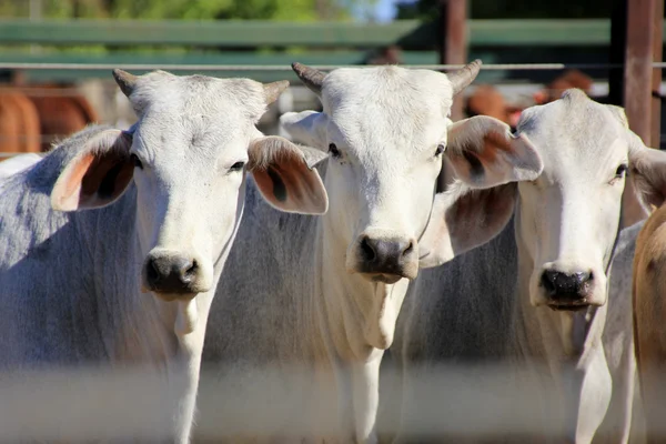 Three cattle 4064 Royalty Free Stock Photos