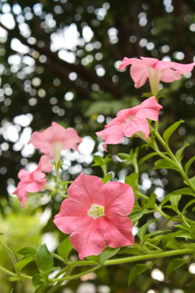 Roze petunia in de tuin. — Stockfoto