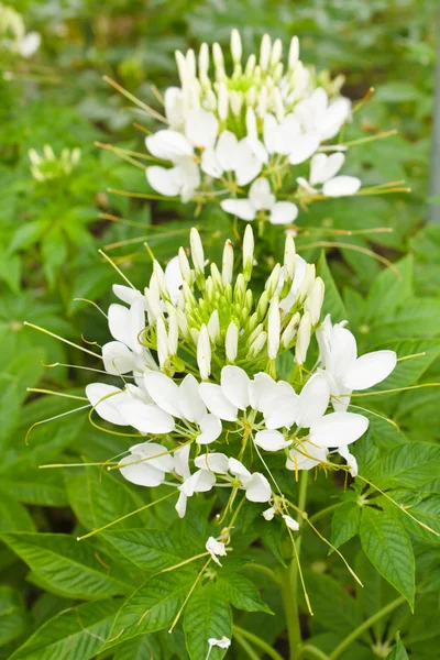 Cleome spinosa flor o flor de araña. —  Fotos de Stock