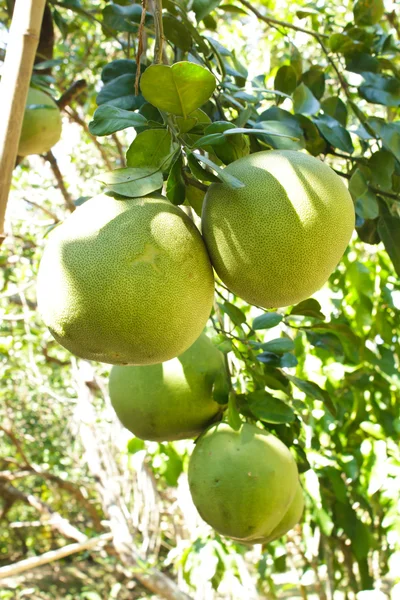 Zielony grejpfruta rośnie na drzewie. — Zdjęcie stockowe