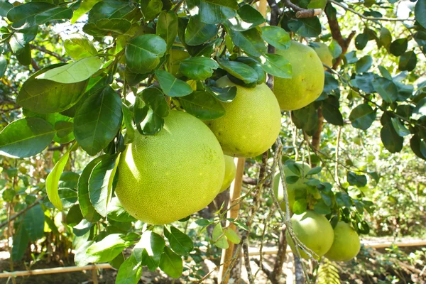 Grüne Grapefruit wächst auf Baum. — Stockfoto