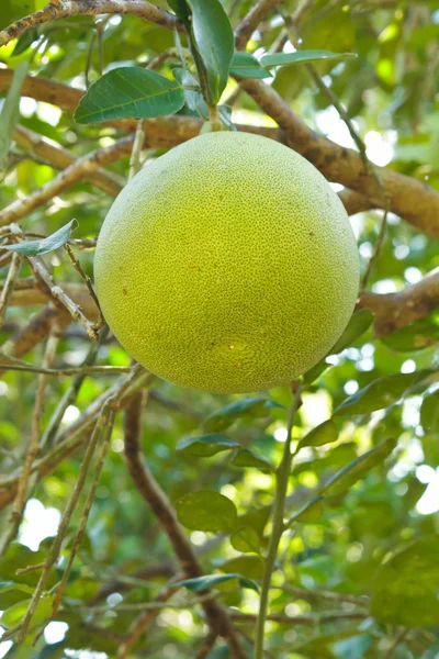 Toranja verde crescendo na árvore . — Fotografia de Stock